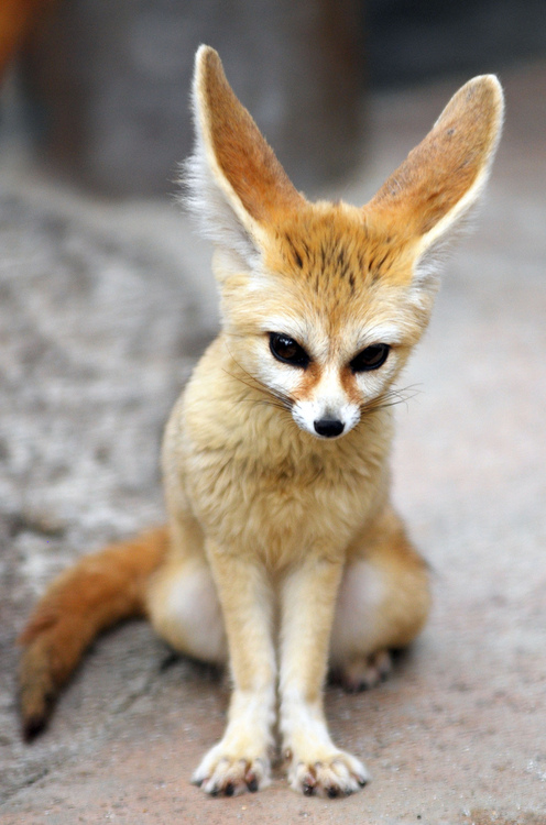 fennec-fox.jpg
